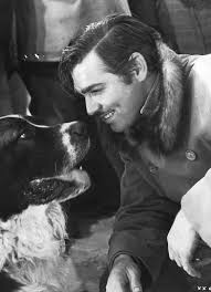 Clark Gable With Buck In Jack London S Call Of The Wild Carole Lombard Clark Gable Clark Gable Classic Hollywood