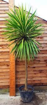 Cordyline Australis Variegata Oder Bunte Kohlpalme Uk Australis Cordylin Australis Bunte Cordylin Palm Trees Garden Small Palm Trees Tropical Plants Uk
