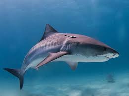 Sand Tiger Shark - Georgia Aquarium