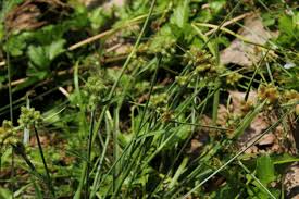 Image result for Fuirena ciliaris