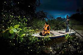 11,864 likes · 11 talking about this · 10,857 were here. Glittering Fireflies Kuala Selangor Night Tour 8hours Travelon90