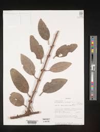 Image result for Phragmanthera eminii
