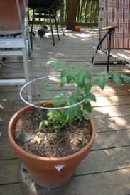 Video footage has been found of rat. Container Crop Loss Or Tomatoes And Rats Revisited Living Large In Our Little House