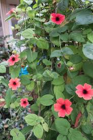 Image result for Thunbergia reticulata