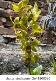 Image result for Bulbophyllum intertextum