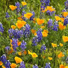 Decorative gardens often take the brunt of deer pressure. Deer Resistant Wildflower Seed Mix American Meadows