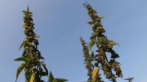 Quelle Swr Rolf Maurer Bildergalerie Bilder