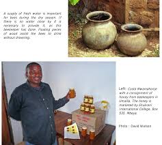 Image result for Isoglossa eliasbandae