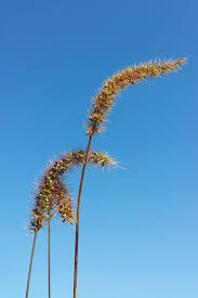 Image result for Pycnostachys verticillata