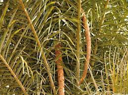 Image result for Raphia farinifera