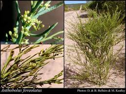 Image result for Pentarhopalopilia umbellulata