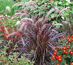 Pennisetum Setaceum Rubrum Google Search Graser Im Garten Garten Steingarten Anlegen