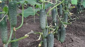 Seminte de legume, hibrizi, seminte de tomate, ardei, vinete, castraveti, conopida, salata, fasole, dovlecei, varza alba, pepeni verzi, pepeni galbeni. CastraveÈ›ii De La Matca PleacÄƒ In Polonia Prin Intermediari Legumicultor Vin Tiruri Dar Nu Multe MarfÄƒ Este