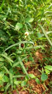 Image result for Aeschynomene sp. A