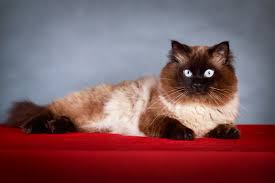 That is, until you take note of even the smallest details in their appearance. Cat Coat Colours And Patterns Choosing The Right Cat For You Cats Guide Omlet Uk