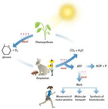 Start studying cellular respiration in animals. Photosynthesis And Metabolism Nutrition Science And Everyday Application
