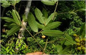 Image result for Uvaria welwitschii