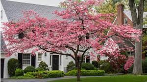 Maybe you would like to learn more about one of these? 5 Ways To Use Dogwoods