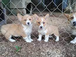 The pembroke welsh corgi and the cardigan welsh corgi. Virginia Corgis Puppies For Sale Please Contact Our Facebook