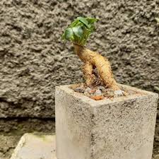 Image result for Corallocarpus welwitschii