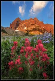 Native plant nurseries in oregon. 57 Native Wildflowers In Oregon Ideas Wild Flowers Plants Native Plants