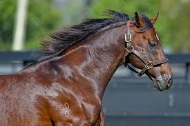 No two every thoroughbred that is entered to race in north america must have a lip tattoo, though not all of. How Do I Identify A Thoroughbred Riata Racing 101