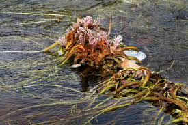 Image result for Podostemaceae