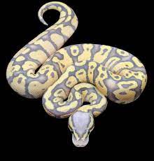Firefly Ghost Ball Python Cute Snake Ball Python Snake Lovers