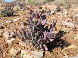 Image result for Hereroa