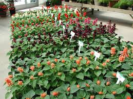 Image result for Oreophyton