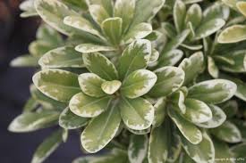 Image result for Cremaspora triflora