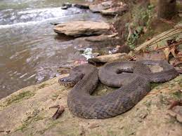 Midland Watersnake Nerodia Sipedon Pleuralis Midland Nature Species