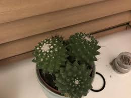 White spots dots on jade plants money plants crassula and what causes them. Cactus And Succulents Forum Mealybugs Garden Org