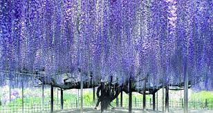 Welcome To Wisteria Lane In Japan Wisteria Tree Wisteria Chinese Wisteria