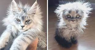 We did not find results for: 50 Cute Maine Coon Kittens That Are Actually Giants Waiting To Grow Up Bored Panda