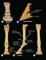 The skeletal system of the horse has three major functions in the body. The Evolution And Anatomy Of The Horse Manus With An Emphasis On Digit Reduction Royal Society Open Science