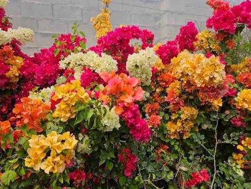 گل کاغذی در گلفروشی آنلاین طرح گل #گل #گل_کاغذی #باغچه