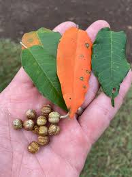 Image result for Croton dichogamus