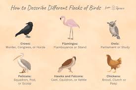 Do You Know The Proper Names For Different Bird Flocks Flock Of Birds Different Birds Names Of Birds
