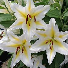After flowering, shift the plant to a slightly larger pot. 5 Lily Bulbs Oriental White Bafferari Lily Live Plant Large Bulb Yard Garden Outdoor Living Items Plants Seeds Bulbs