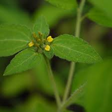 Image result for Sclerocarpus africanus