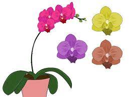 How To Care For Phalenopsis Orchids Moth Orchids Moth Orchid Orchid Illustration Orchid Flower