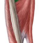Musculo Pectineo Origem Insercao Inervacao Kenhub