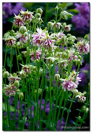 Aquilegia black barlow is een unieke plant in elke voorjaarstuin. Aquilegia Vulgaris Nora Barlow Columbine