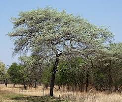 Image result for Terminalia randii