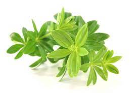 Small star like white flowers and unusual. Sweet Woodruff A Sweet Scented Dessert And Beverage Herb Spiceography