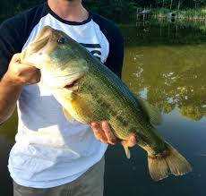 Closest bait shop to me. Bait Shop Near Me Popular Fish Guides The Critter Depot