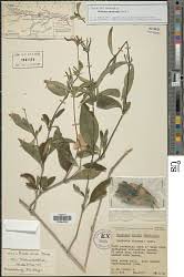 Image result for Nolletia arenosa