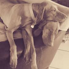 Check spelling or type a new query. Copper Penny Vizslas Home Facebook