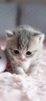 Pin By Silo On My Love For Cats Kittens Cutest Cute Cats Cute Baby Animals